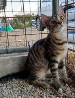 Maple, aufgewecktes Tigermädchen, ca. 7M - Vaterstetten