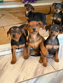 Zwergpinscher Welpen - Frankfurt (Main) Oberrad