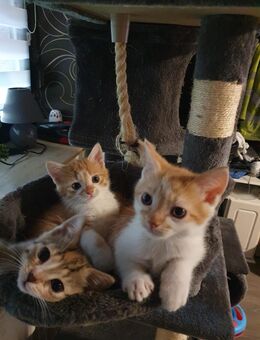 Wunderschöne Kitten suchen ein neues Zuhause - Aldenhoven