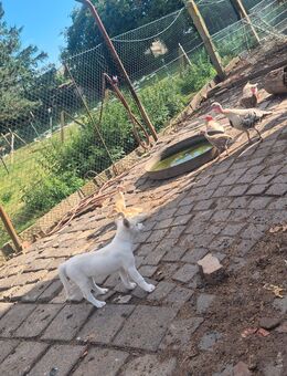Husky zu verkaufen - Seeland Hoim