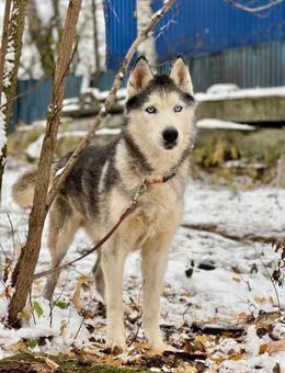 LIBRON- möchte auswandern - Mainhardt