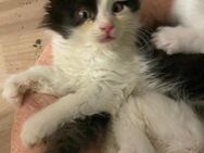 Katzen Babys kitten suchen ein zuhause - Dettingen (Iller)