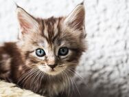 Maine Coon Kätzchen Katzen Katzenbaby Handaufzucht - Deggendorf