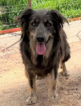 Liebe Kira sucht Zuhause - Eislingen (Fils)