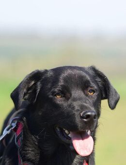 Mors, sanft und sensibel - Süderholz