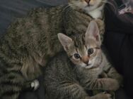 3 Katzen Kitten (W) Luna sucht noch ein Zuhause! - Neustadt (Weinstraße)