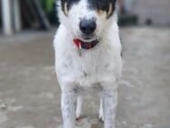 Wunderbare Alice sucht ihre Familie! - Krefeld