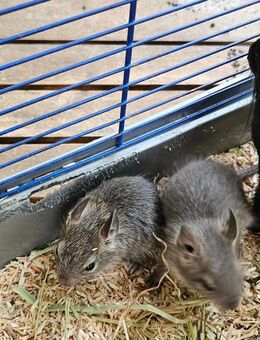 Degu babys weibchen - Berlin