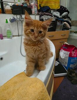 Maine Coon Kitten 13 Wochen alt 1 roter Kater zu vergeben - Alsheim