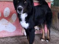 Jack(2), Berner Sennen Mix - Bonndorf (Schwarzwald)