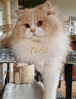 BLH Katerchen Yaris sucht neuen Wirkungskreis für liebevolle Hände auf Lebenszeit - Suderburg