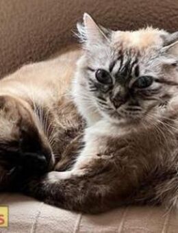 Nico und Neo - Traumduo sucht das Glück - Bad Camberg