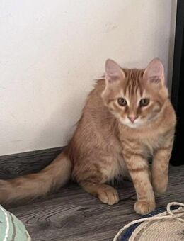 Carrot 🥕 kleiner Flammenpelz 🐾 - Kirchheim (München)