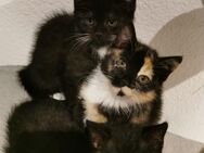 Noch 3 wunderschöne Kätzchen suchen ein neues Zuhause - Dülmen