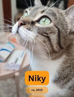 NIKY, w., kastr., EHK geb. 2015 - Sipplingen