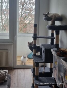 3 Heilige Birma kater - Wittenberge