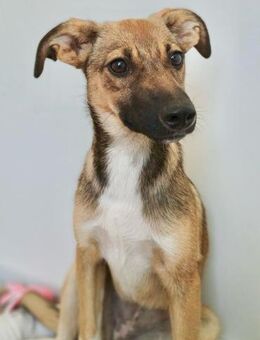 🌸Liebevolle Dolly🌸 - Eislingen (Fils)