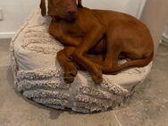 Magyar Vizsla Rüde 5 Monate alt - Bad Säckingen