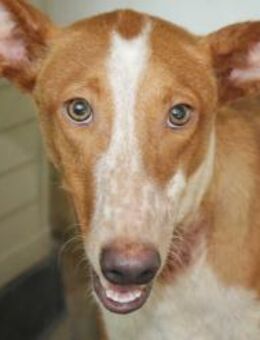 Julio, sehr ängstlich - Kettershausen