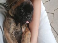 Boxerwelpe (Hündin ) sucht noch ihre Familie - Sehnde