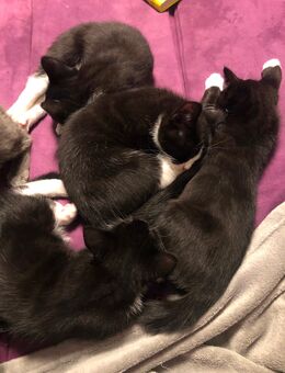 4 Zuckersüsse BKH-Russisch Blau/Hauskatze Mix Babys - Goldenstedt