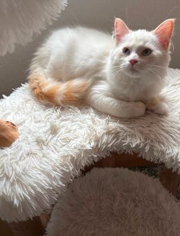 Neva Masquarade Ragdoll Kater, blaue Augen - Bochum