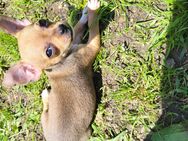 Reinrassige Chihuahua welpen - Rattiszell