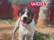 Wolly sucht seinen Hundemensch 5/22 ESP - Ruppertsecken