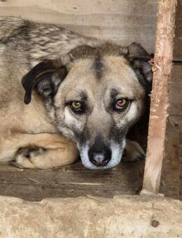HAILEY sucht erfahrene Hundemenschen - Neuberg