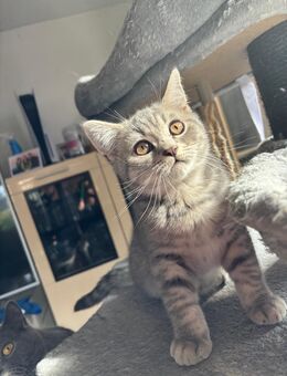 BKH KITTEN - ABGABEBEREIT - Hausham