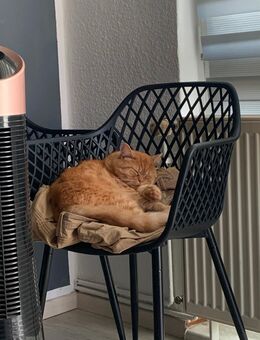 Kater abzugeben - Halberstadt
