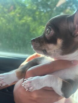 Reinrassiger Chihuahua, Rude, geimpft, gechipt, mit Impfpass, familienfreundlich. - Bremen