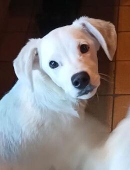 Oskar - kleiner Sonnenschein - Schorfheide