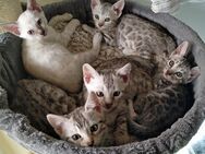 Hübsche Bengal-Kitten suchen neues Zuhause - Braunschweig