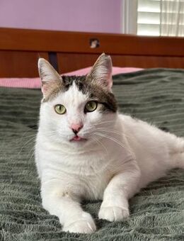 Ayris - der Kater mit dem Mädchennamen - Kirchheim (München)