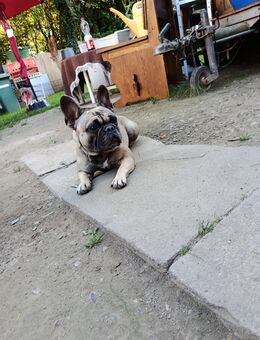 Französische Bulldogge sucht - Hameln