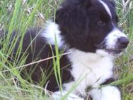 Australian Shepherd Welpe, black-bi - Eichstätt