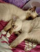 Heilige Birma Katzenbabys mit Stammbaum in 70372