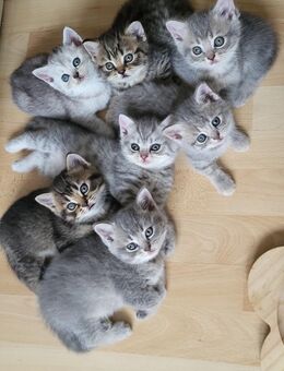Super süße BKH Kitten - Koblenz