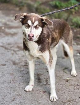 Adoptiere LIEBE - sehr sozialer NOAH ♥️ - München