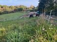 Suche Beistellpferd Beisteller in 04720