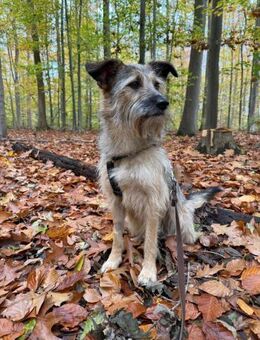 Mabel wartet auf ein Happy End - Celle