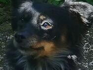 Kleine Chihuahua Mischlingshündin sucht ihre Menschen - Bremen