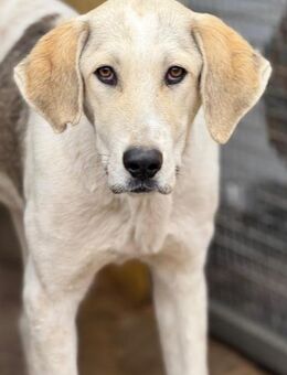 Roque - sanfter Riese sucht Zuhause (VI) - Ludwigshafen (Rhein)