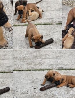 Boerboel Welpen - Trebur