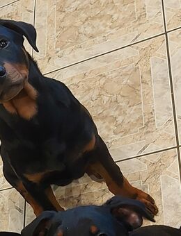 Dobermann Mischling - Elmenhorst (Mecklenburg-Vorpommern)