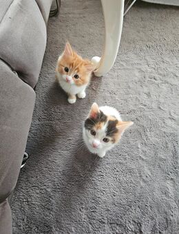 Süsse kittys - Ibbenbüren