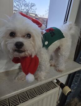 🐶 Malteser Rüde – 2,5 Jahre – Liebenswert & Familienfreundlich 🐾 - Duisburg