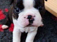 VDH/KfT Zucht Boston Terrier Welpen zu verkaufen - Lemgo