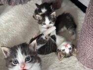 BKH Ragdoll Kitten - Neu Eichenberg
